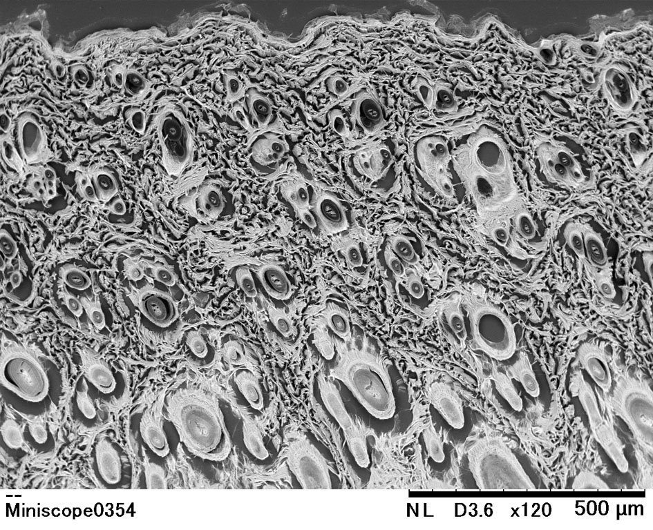 Thicktm 皮膚 Of 超微形態科学分野