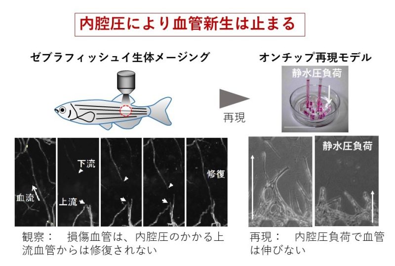 血流による新たな血管新生メカニズムを発見！宮崎大学医学部西山教授