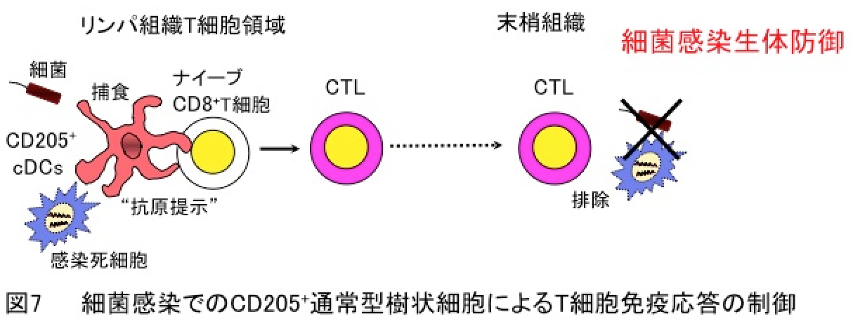 研究内容説明図07