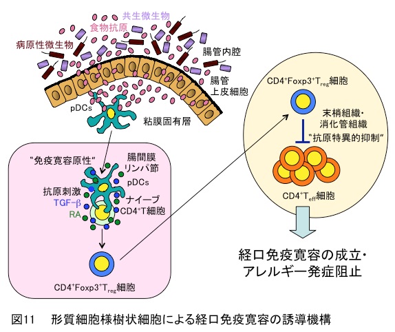 研究内容説明図11