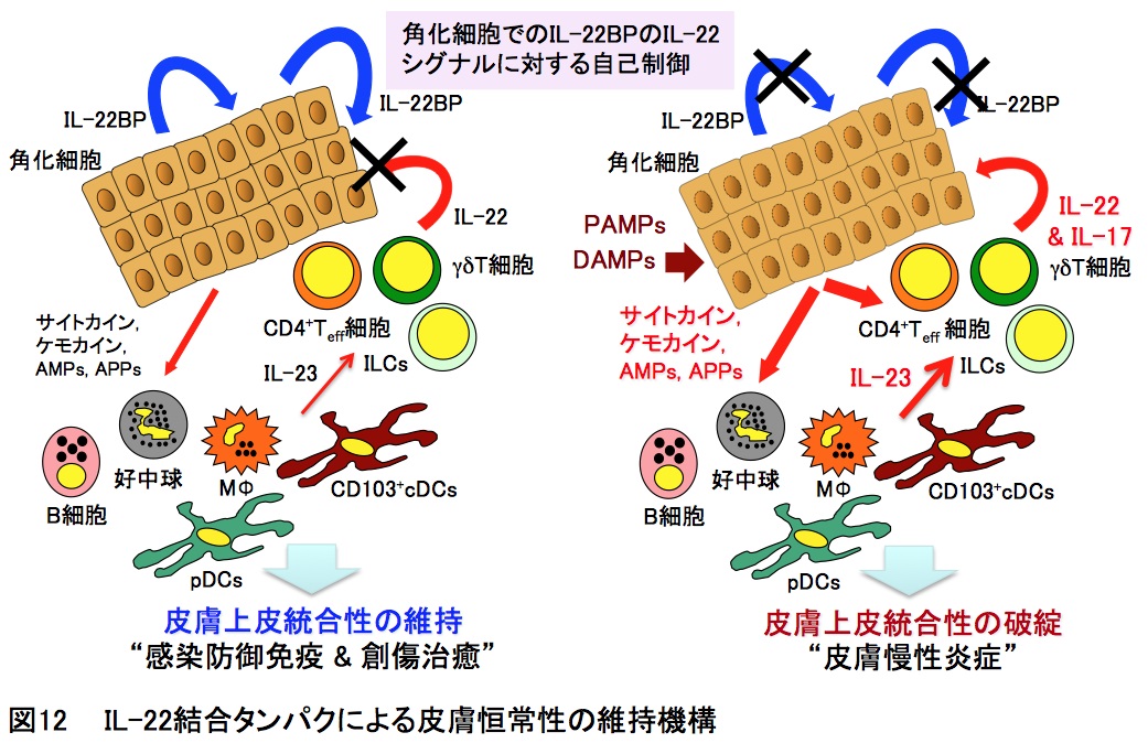 研究内容説明図12