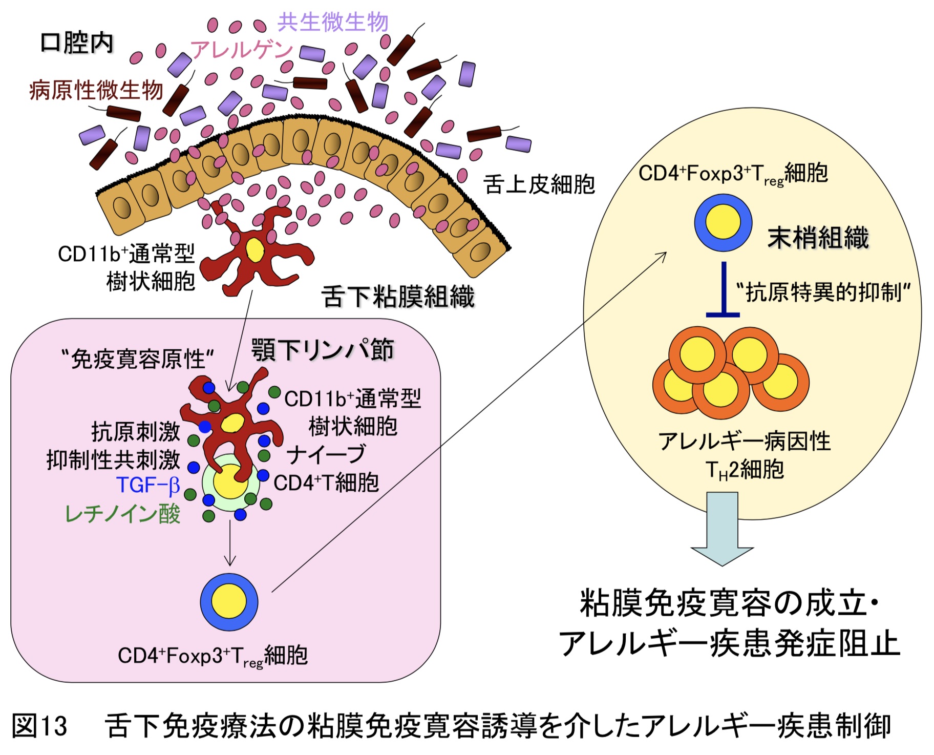 研究内容説明図13