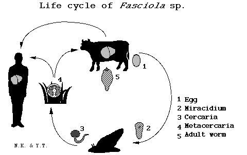 Life Cycle of Fasciola sp.