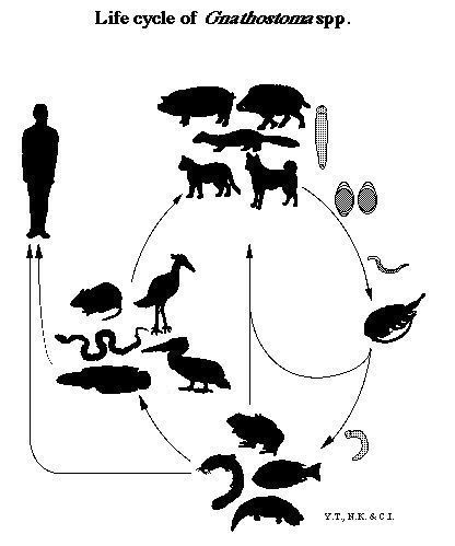 Life Cycle of Paragonimus spp.