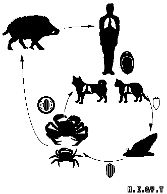 Life Cycle of Paragonimus spp.
